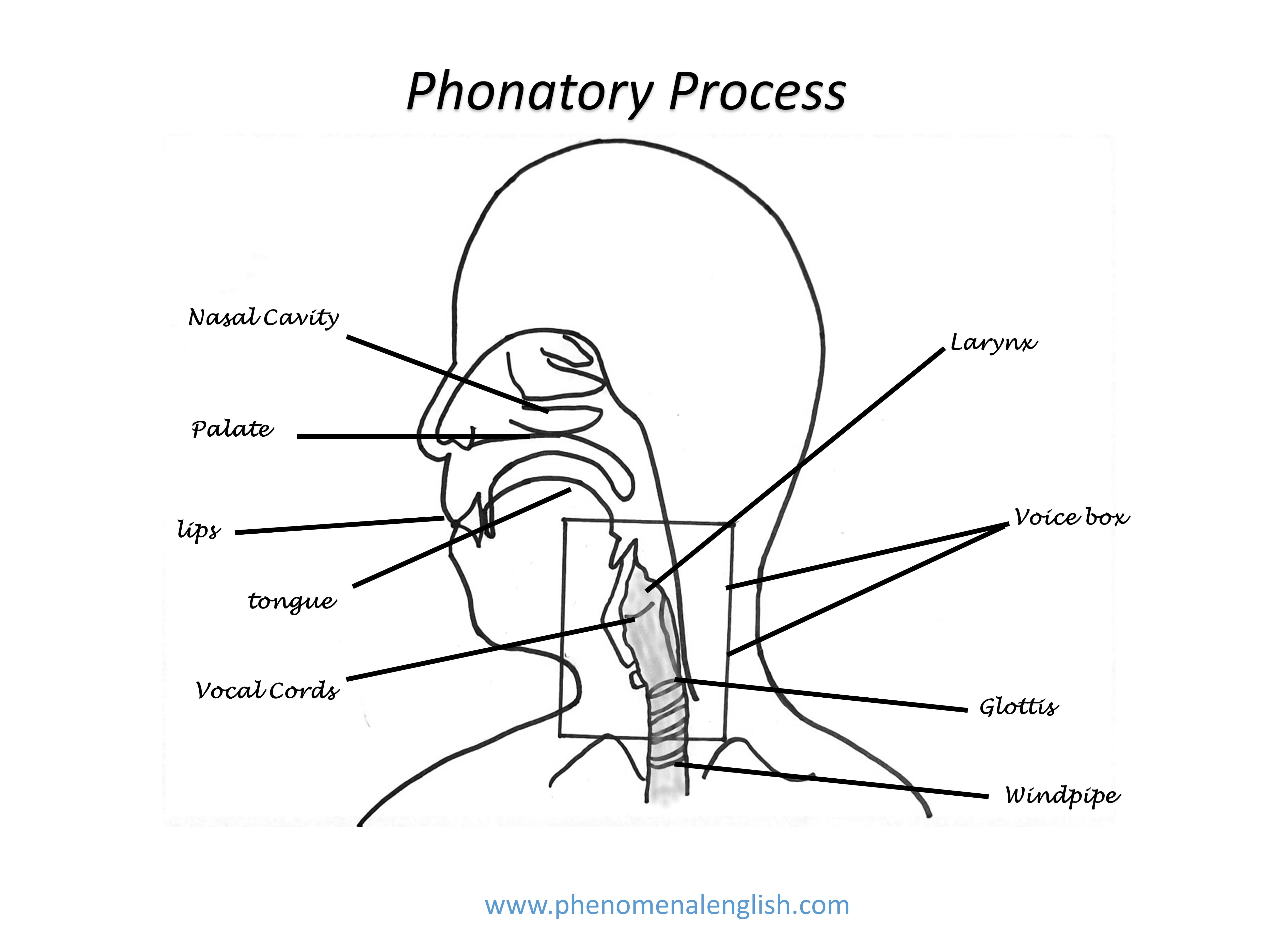 phonatory process
